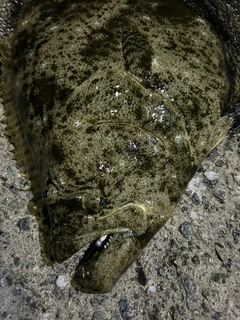 ヒラメの釣果