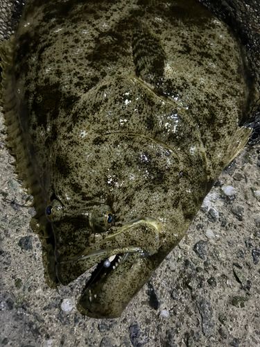 ヒラメの釣果