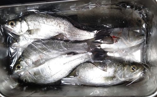 釣果