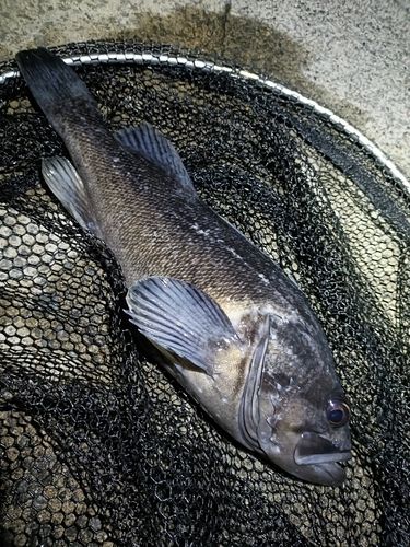 クロソイの釣果