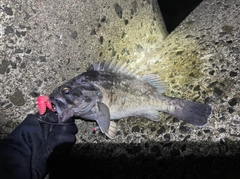 クロソイの釣果
