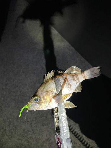 メバルの釣果