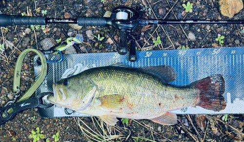 ラージマウスバスの釣果