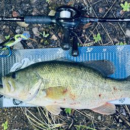 ラージマウスバス