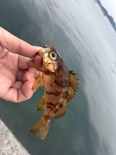 アカメバルの釣果