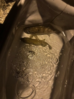 シロメバルの釣果