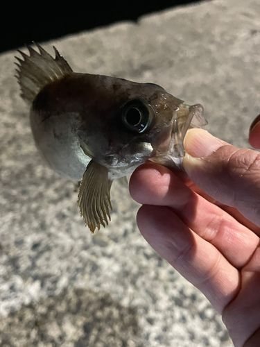 メバルの釣果