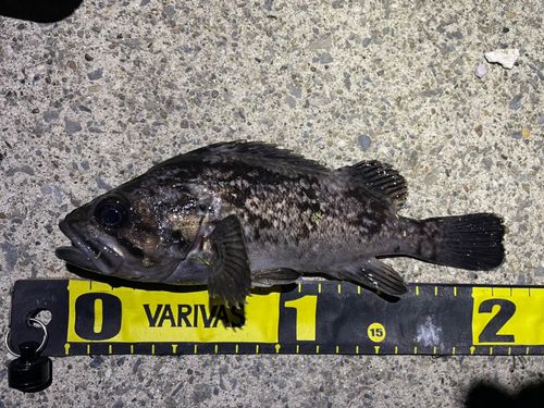 クロソイの釣果