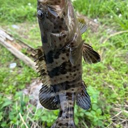 チャイロマルハタ