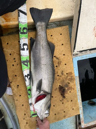 ヒラスズキの釣果