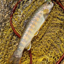 ニッコウイワナ