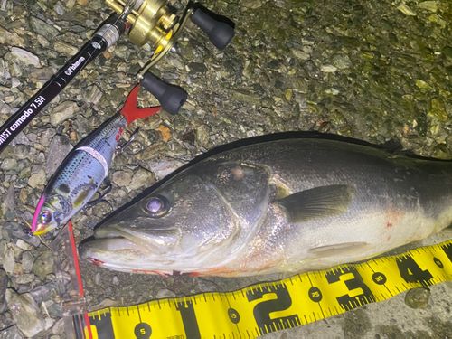 シーバスの釣果