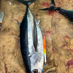 ビンチョウマグロ