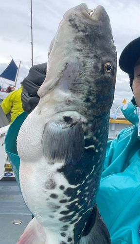 トラフグの釣果