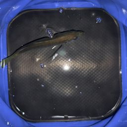 アジ