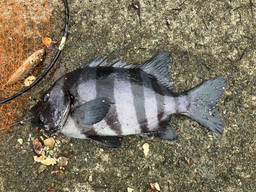 イシダイの釣果