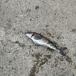 ホッケ