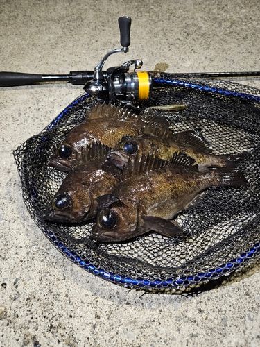 メバルの釣果