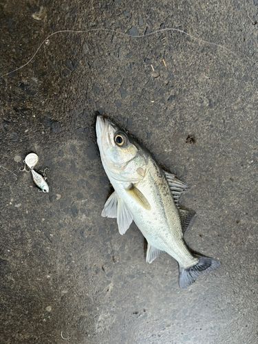 セイゴ（マルスズキ）の釣果
