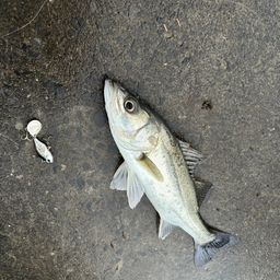 セイゴ（マルスズキ）