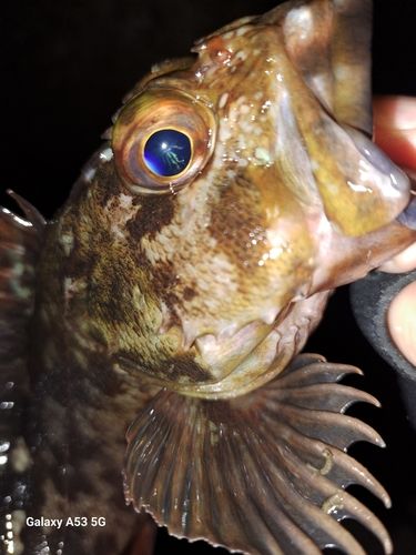 ガシラの釣果