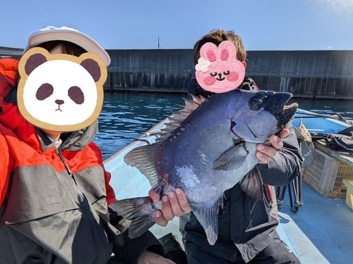 イシダイの釣果