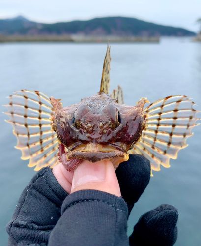ニジカジカの釣果