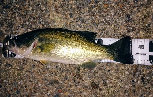 ブラックバスの釣果