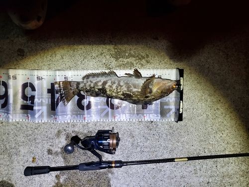 アイナメの釣果