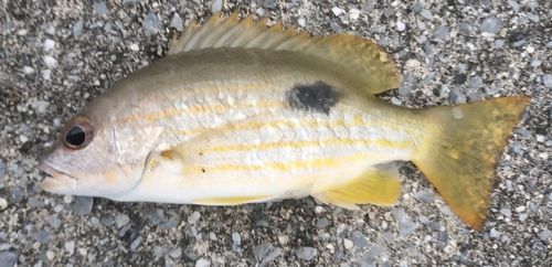 ニセクロホシフエダイの釣果