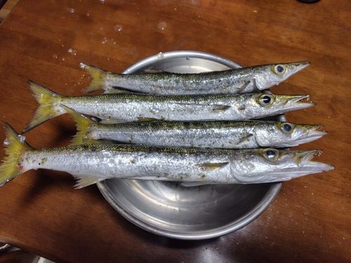 オオカマスの釣果