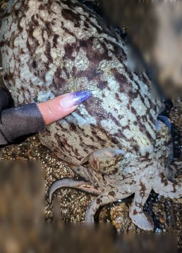 コウイカの釣果