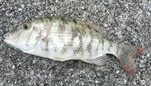 マトフエフキの釣果