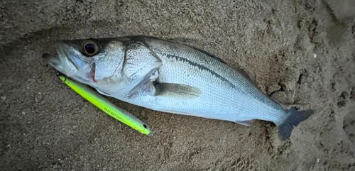 セイゴ（マルスズキ）の釣果
