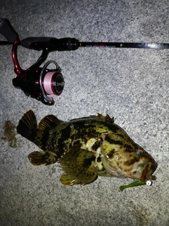 ベッコウゾイの釣果
