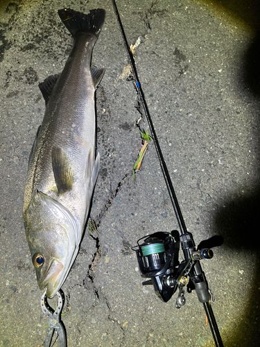 シーバスの釣果