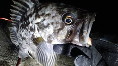 クロソイの釣果