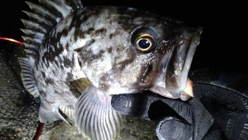 クロソイの釣果