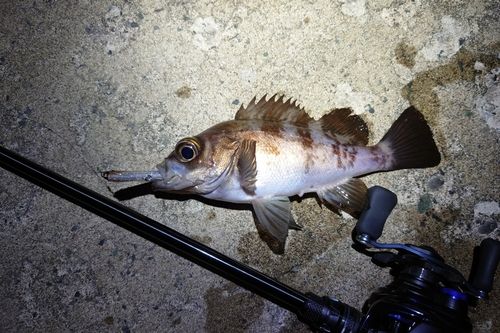メバルの釣果