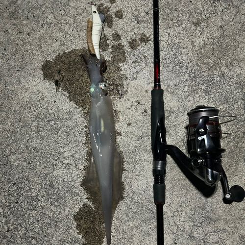 ヤリイカの釣果