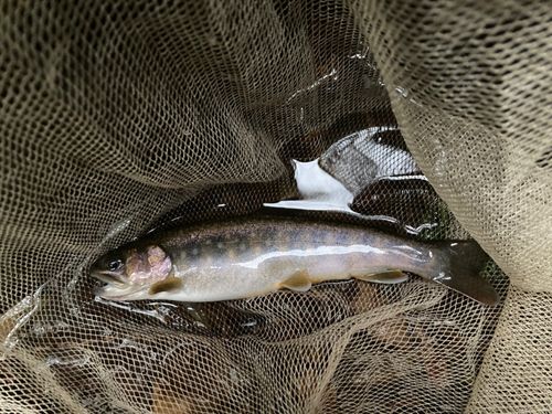 イワナの釣果