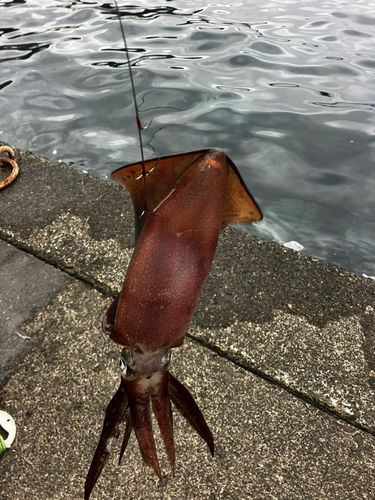 アオリイカの釣果