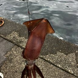 アオリイカ