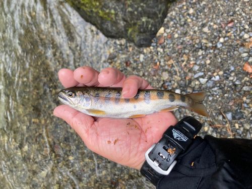 ヤマメの釣果