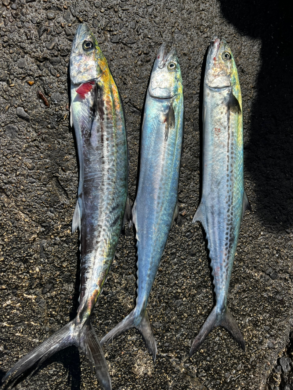 DAIWA 22ショアジギング X 100MHの最安値・インプレ・釣果