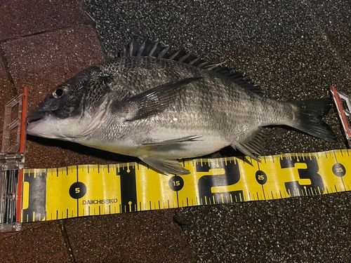 クロダイの釣果