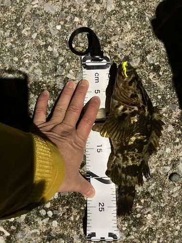 タケノコメバルの釣果