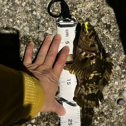 タケノコメバル