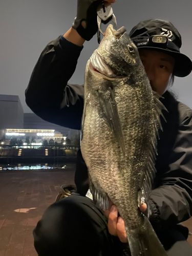クロダイの釣果