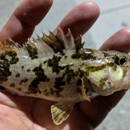 タケノコメバル